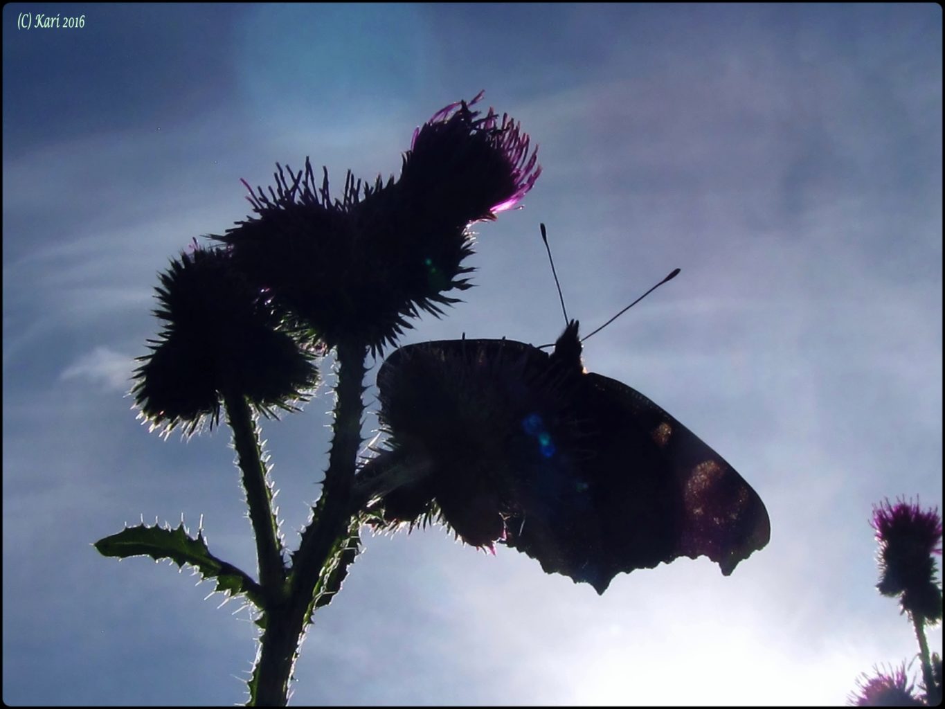 Valokuvaaja: Kari Saarinen