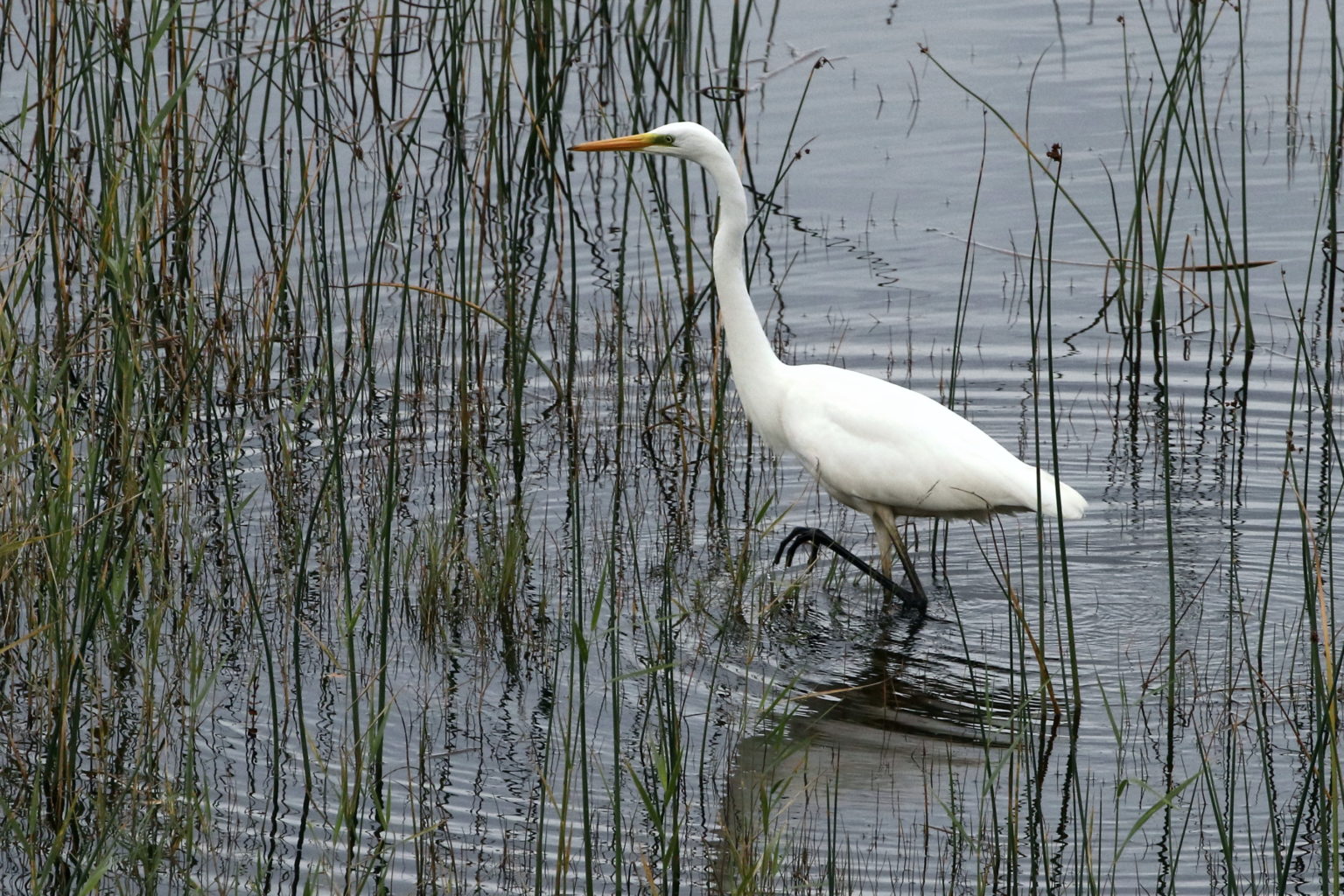 Valokuvaaja: Seppo Rintelä Valokuvaaja: Seppo Rintelä