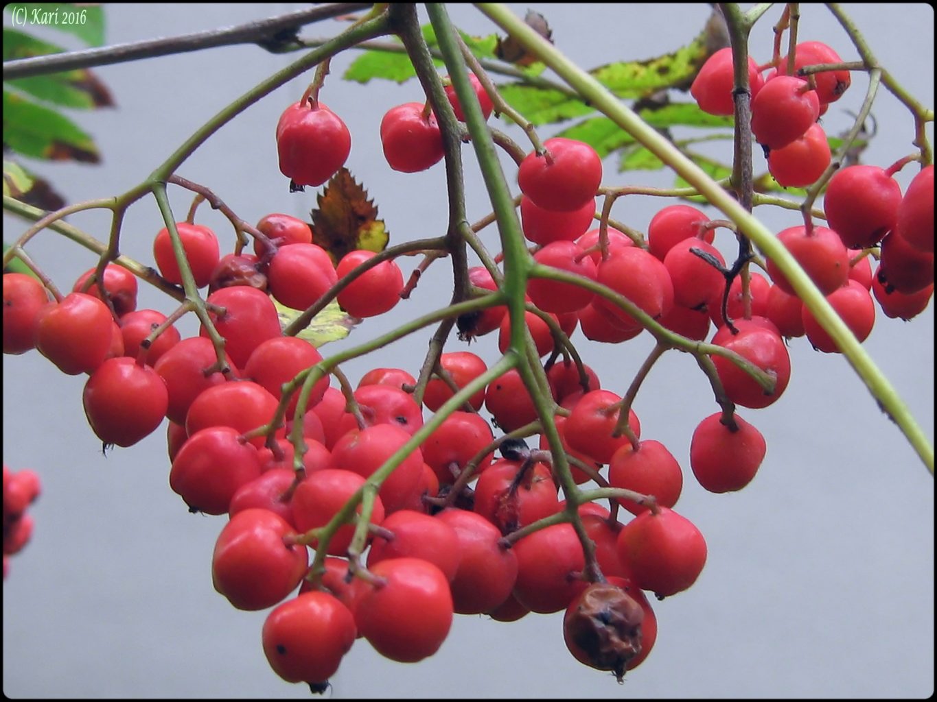 Valokuvaaja: Kari Saarinen