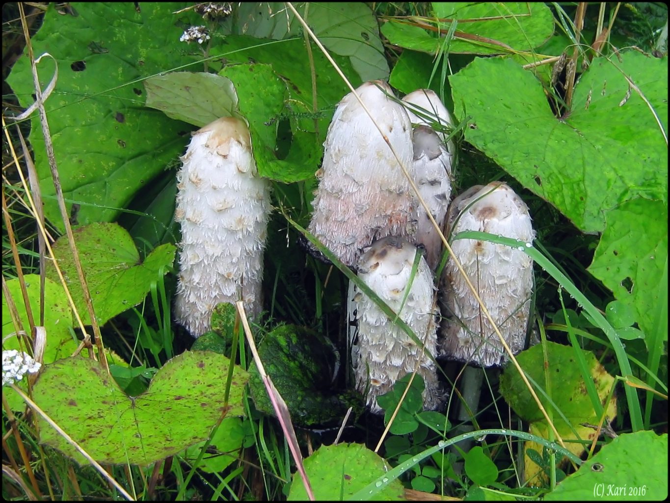 Valokuvaaja: Kari Saarinen