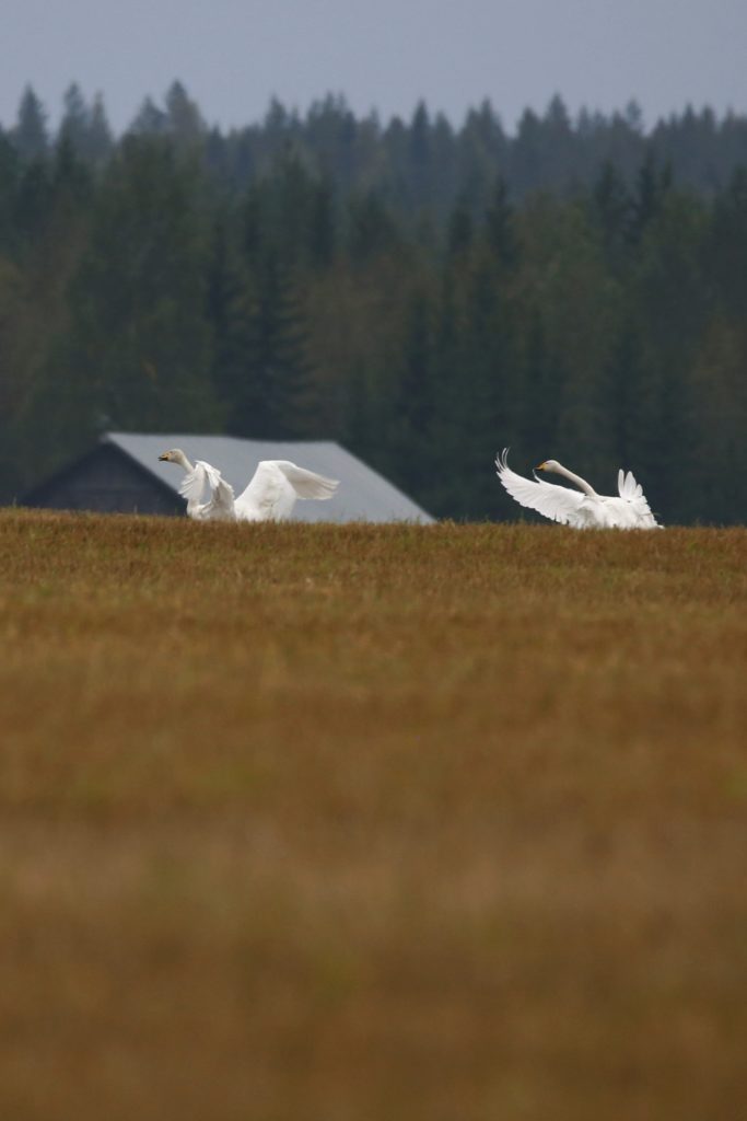 Valokuvaaja: Anne Moilanen