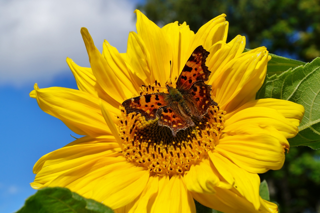 Valokuvaaja: Maarit Siitonen