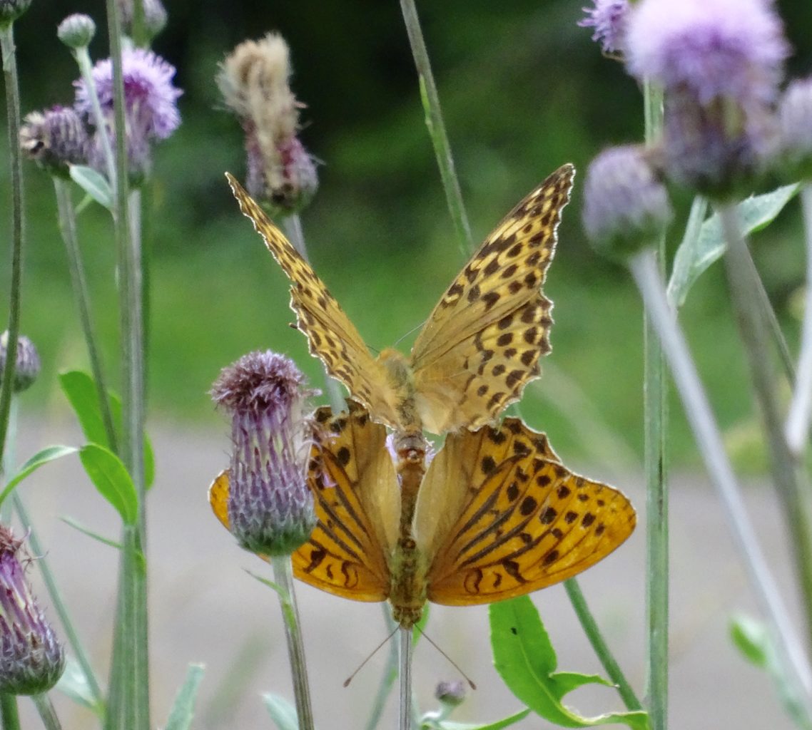 Valokuvaaja: Liisa Niiva-Korpela