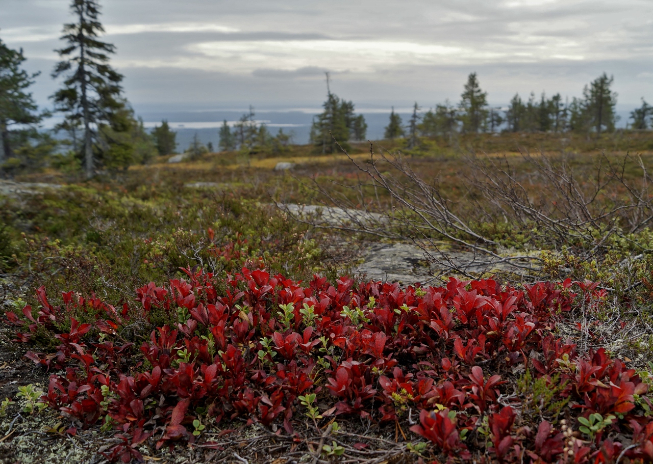 Valokuvaaja: Maarit Siitonen