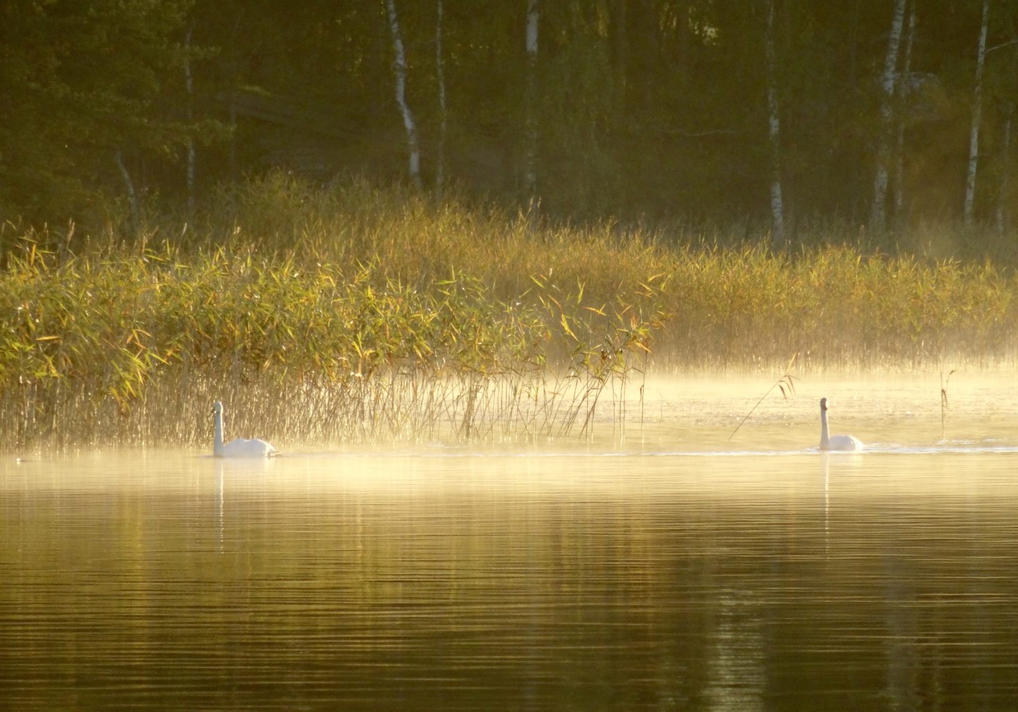 Valokuvaaja: Liisa Niiva-Korpela