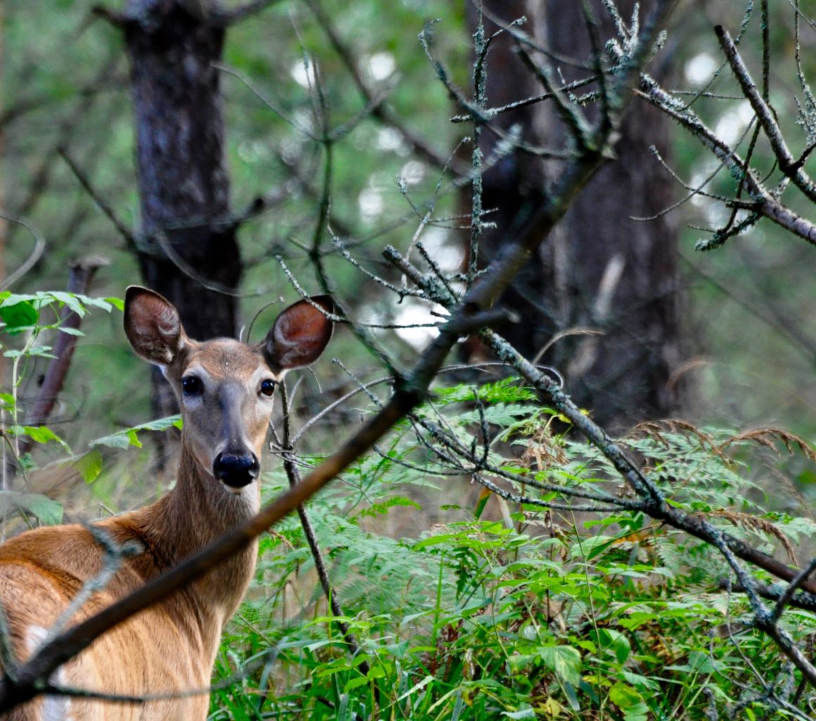Valokuvaaja: Jenni Merilä