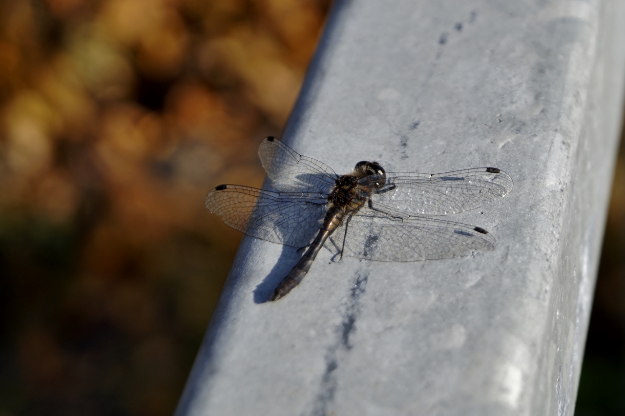 Valokuvaaja: Maarit Siitonen
