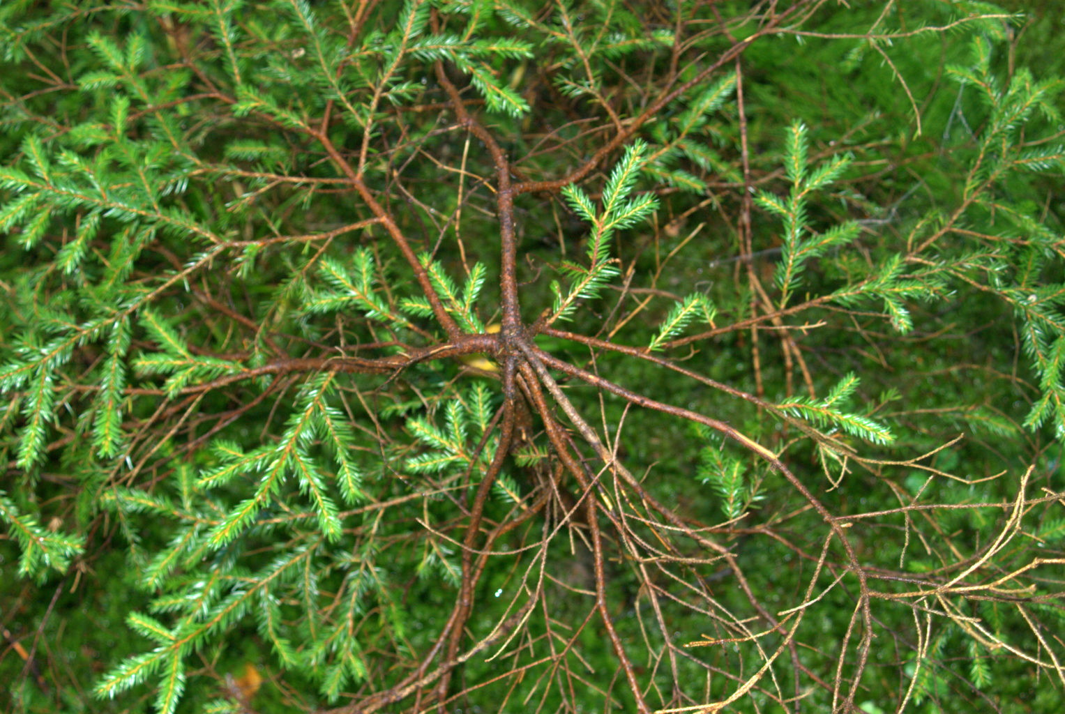 Valokuvaaja: jukka ylävuo