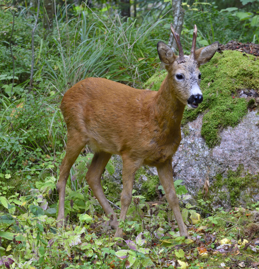 Valokuvaaja: Reijo Juurinen