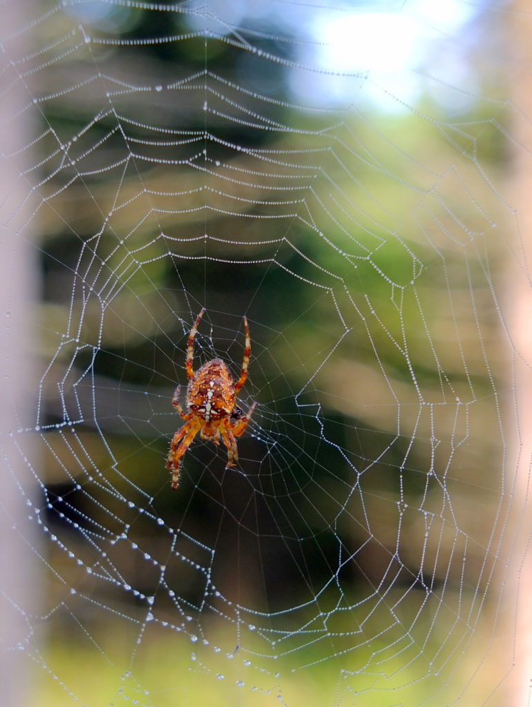 Valokuvaaja: Hannu Rasiranta