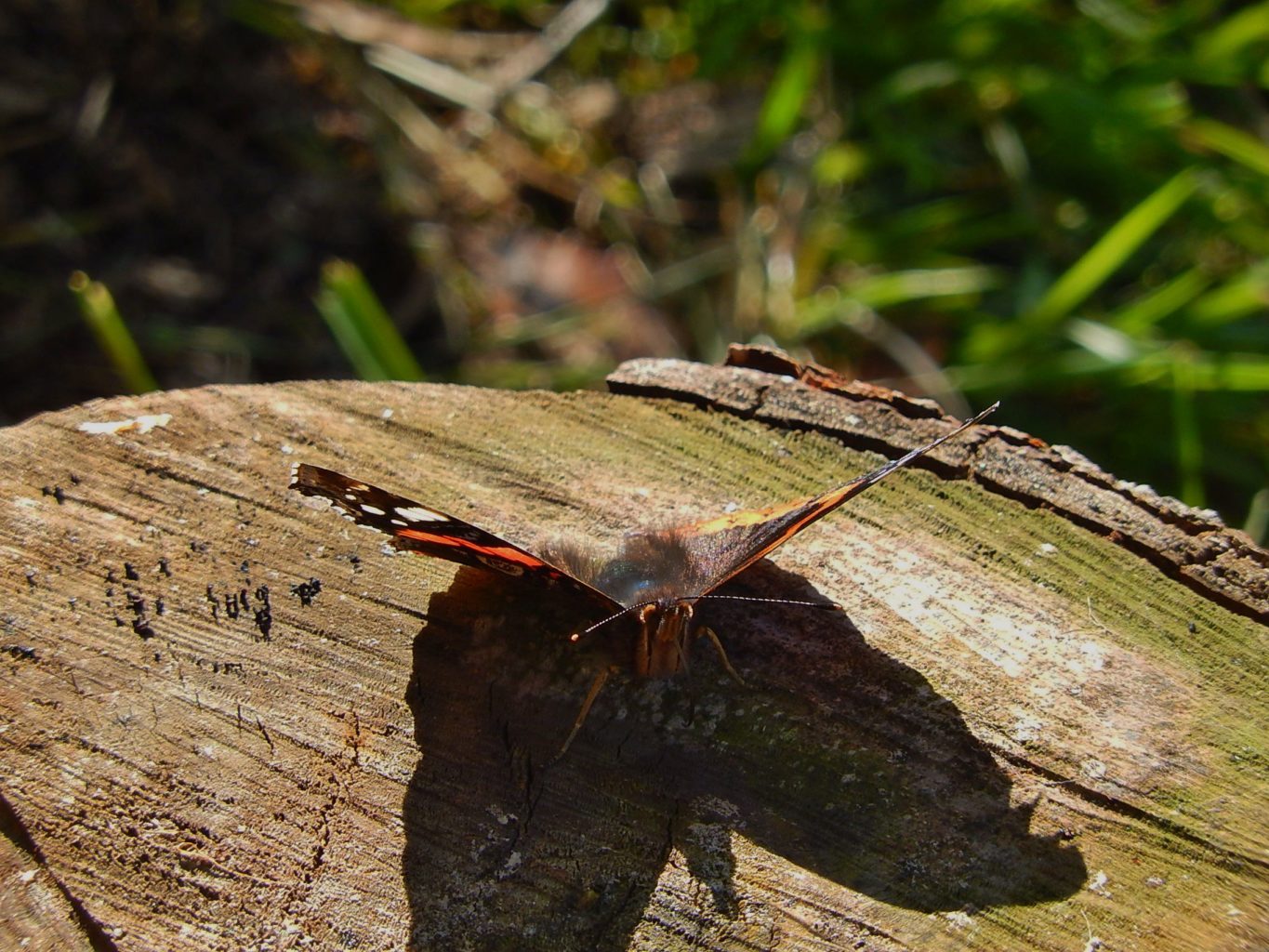 Valokuvaaja: Pirkko Siukonen