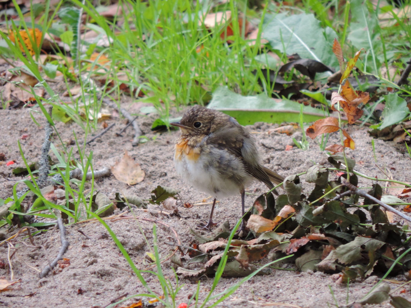 Valokuvaaja: Helena Sytelä