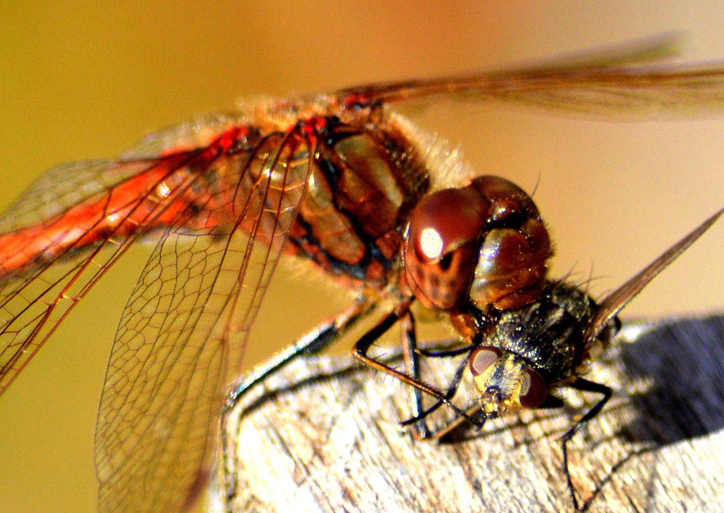 Valokuvaaja: Leena Silvola