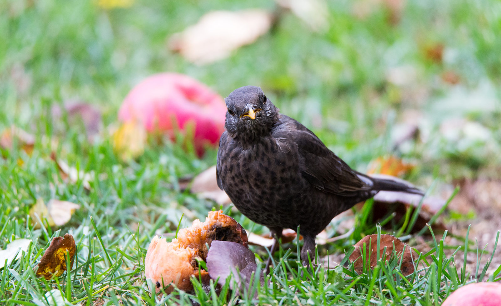 Valokuvaaja: Petri Kyllönen
