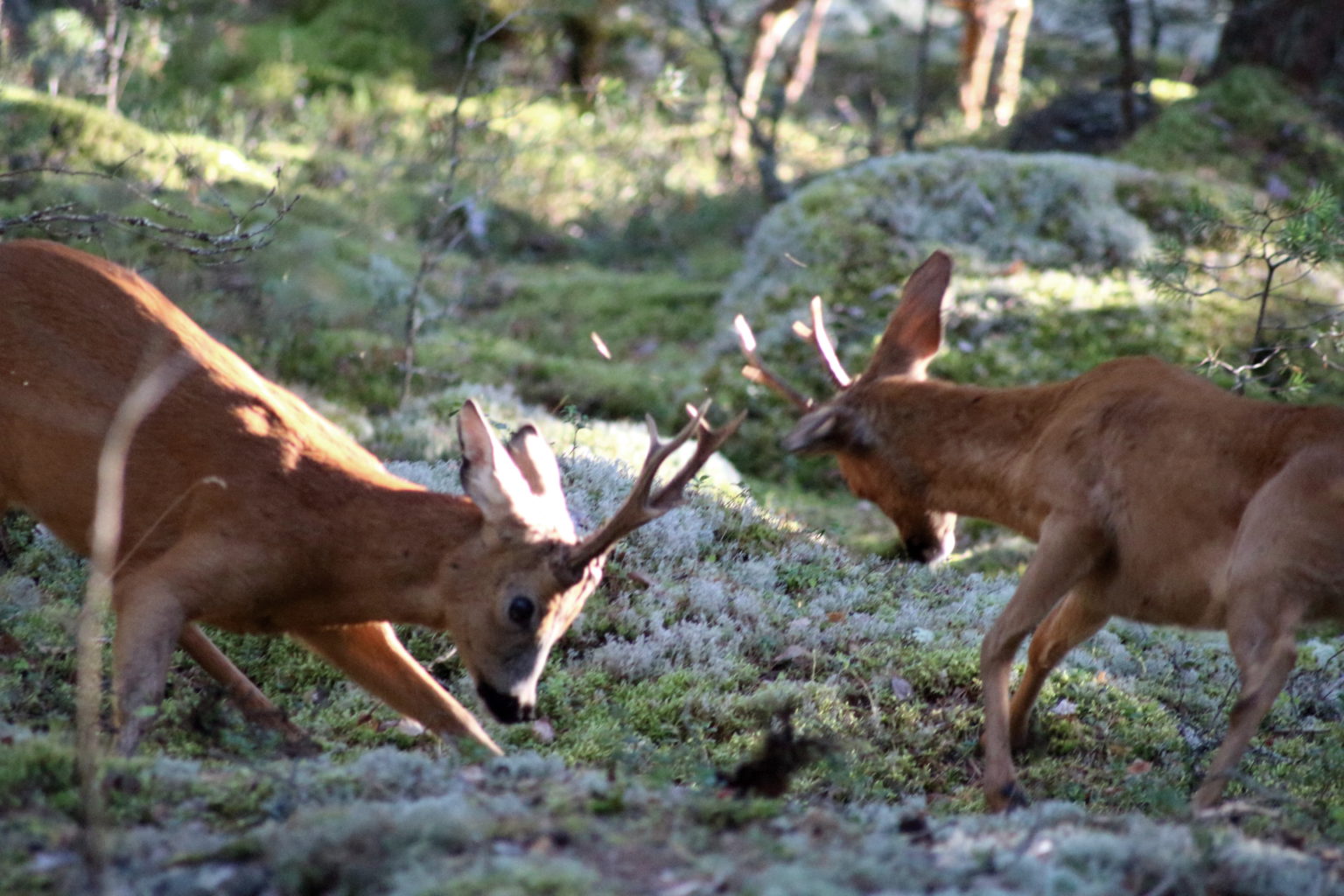 Valokuvaaja: Ville Forss Valokuvaaja: Ville Forss