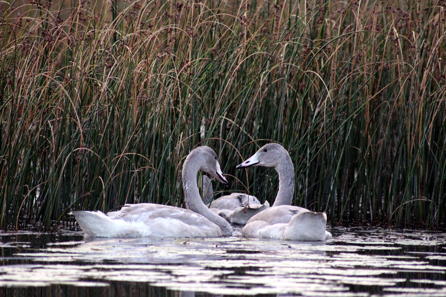 Valokuvaaja: Ville Forss