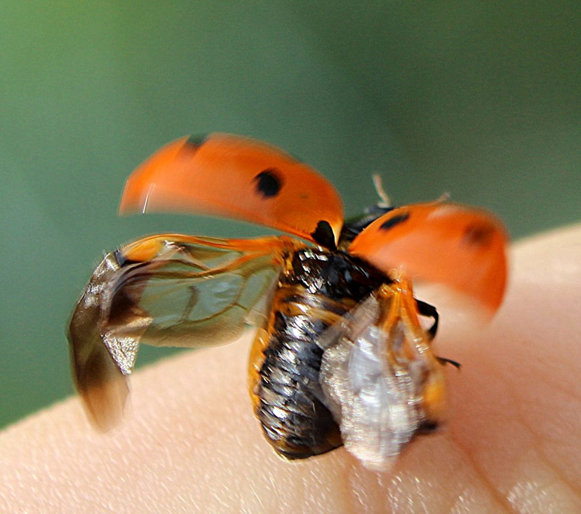 Valokuvaaja: Irja lehtinen