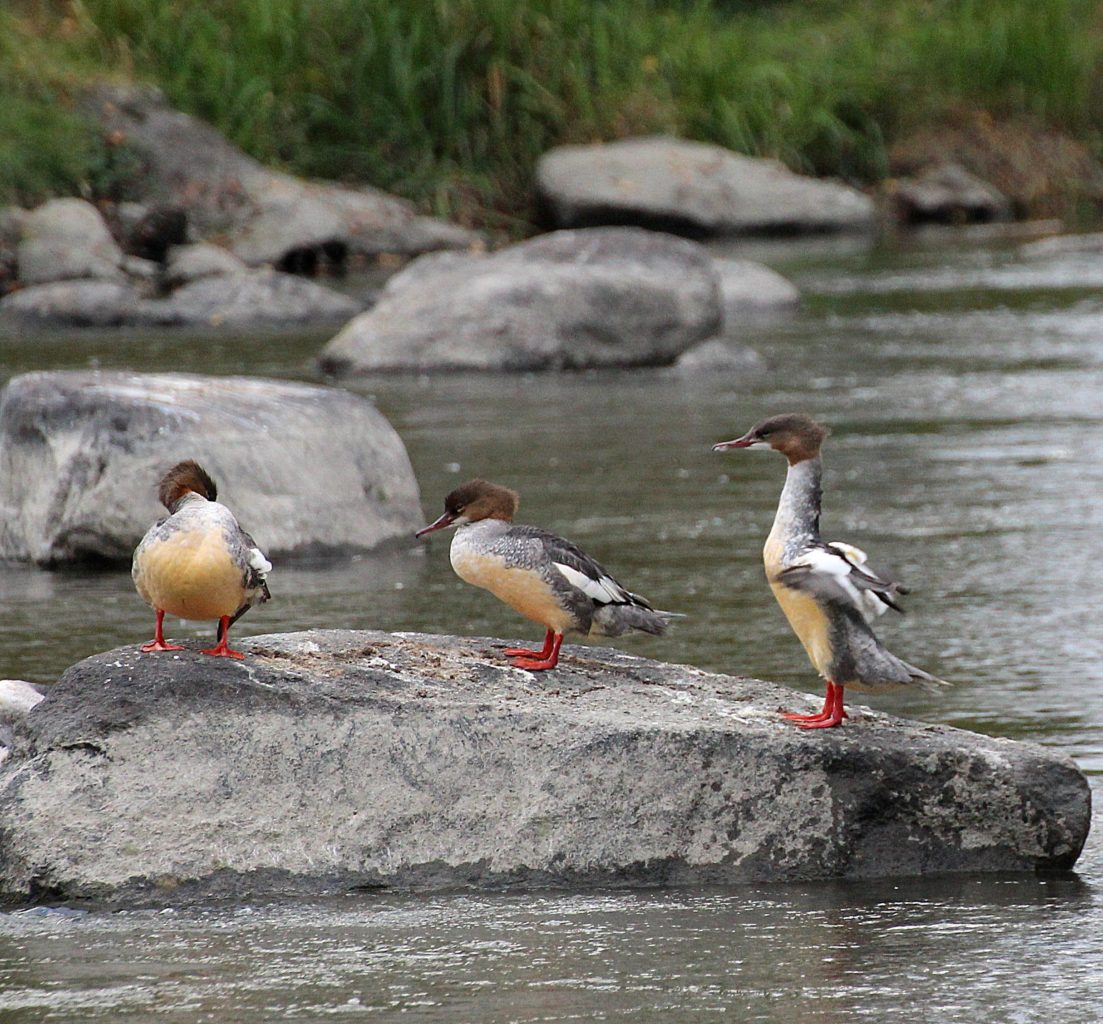 Valokuvaaja: Irja Lehtinen