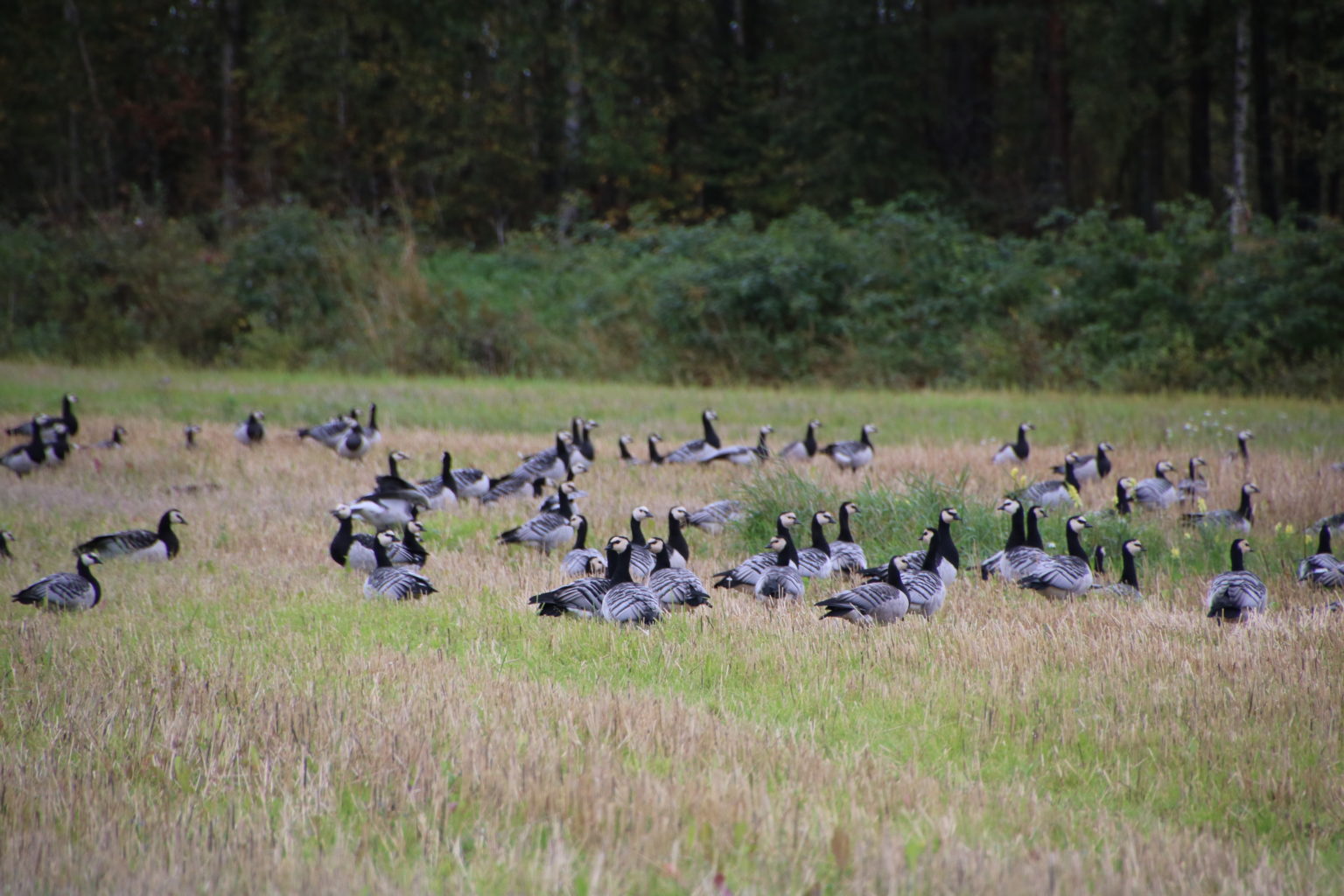 Valokuvaaja: Jenna Pitkänen Valokuvaaja: Jenna Pitkänen