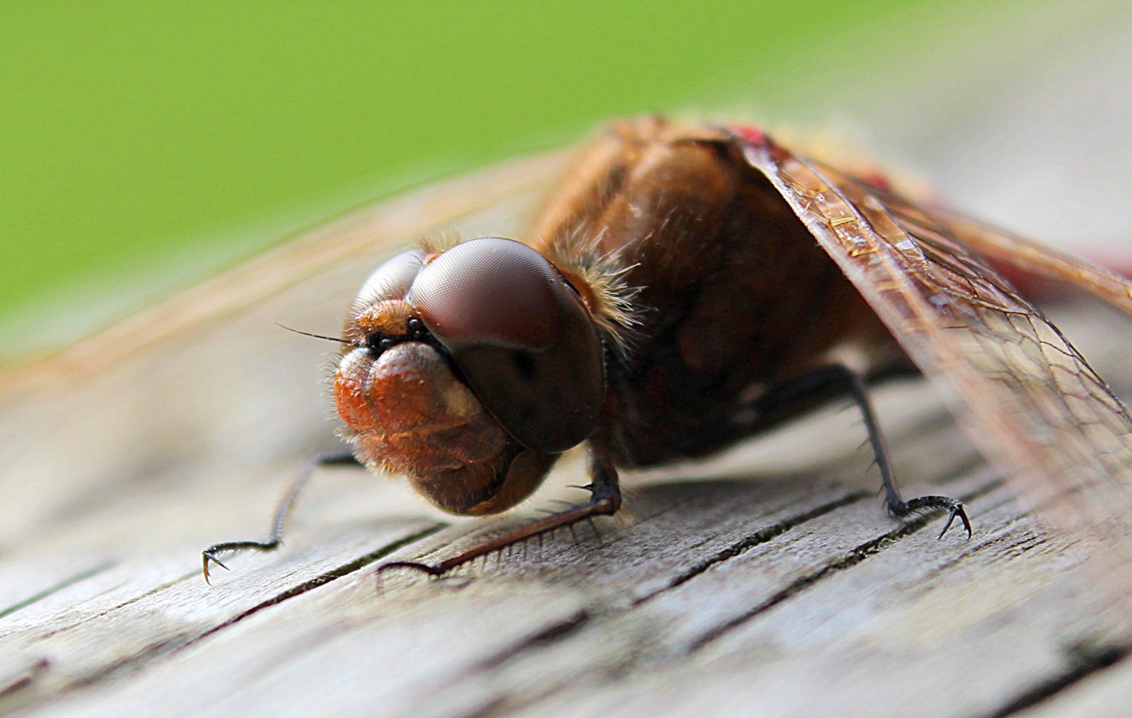 Valokuvaaja: Irja Lehtinen