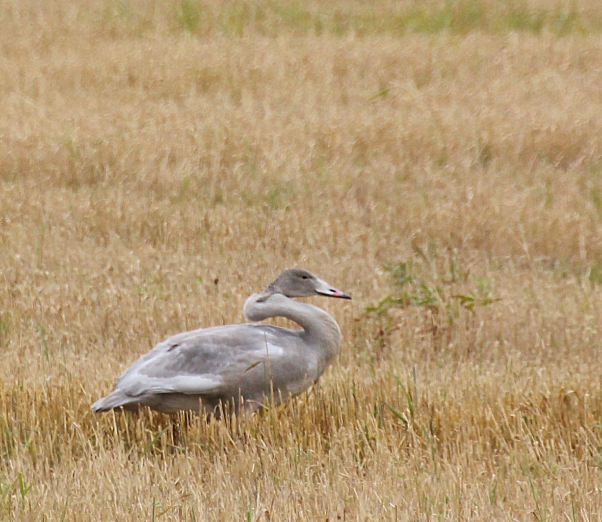 Valokuvaaja: Irja lehtinen