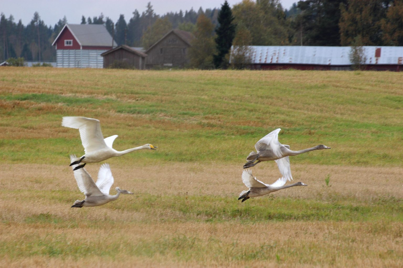 Valokuvaaja: Irja lehtinen Valokuvaaja: Irja lehtinen
