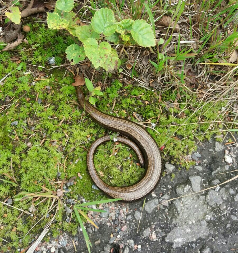 Valokuvaaja: Miisa Järvelä