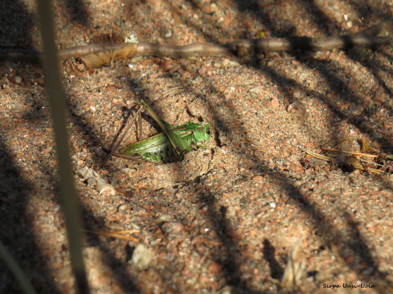 Valokuvaaja: Sirpa Uusi-Uola Valokuvaaja: Sirpa Uusi-Uola