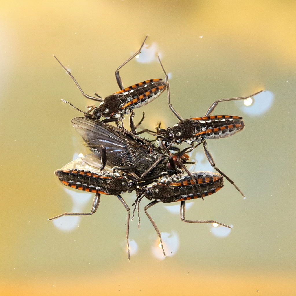 Valokuvaaja: Hannu Rasiranta Valokuvaaja: Hannu Rasiranta