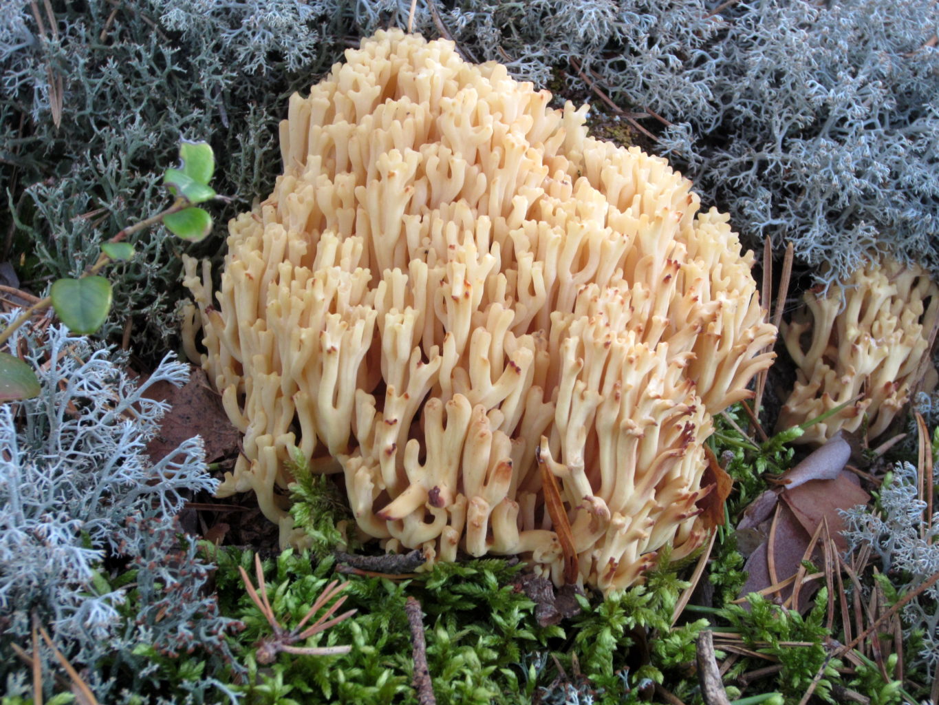 Valokuvaaja: Helena Kauppila