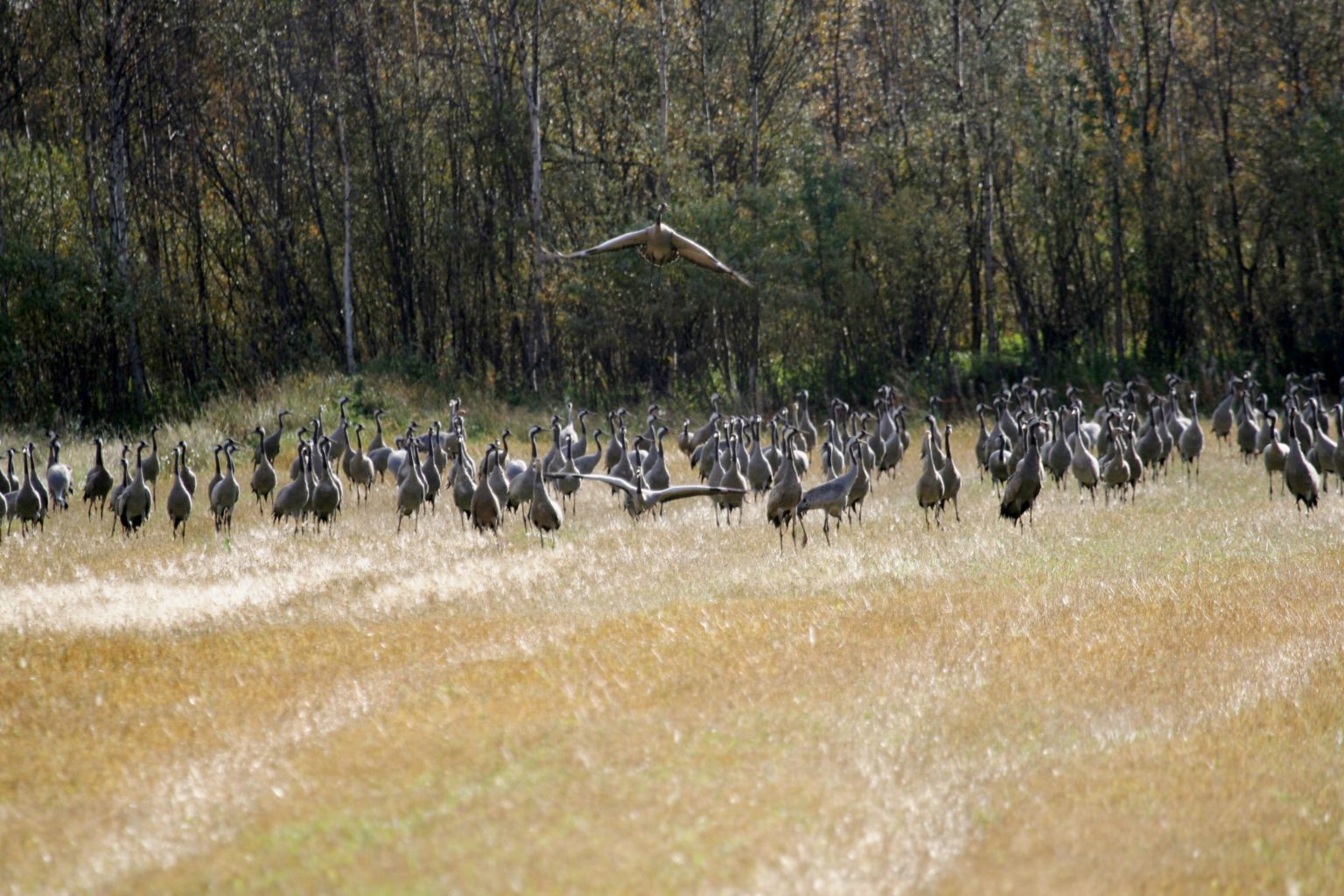 Valokuvaaja: Pirkko Siukonen