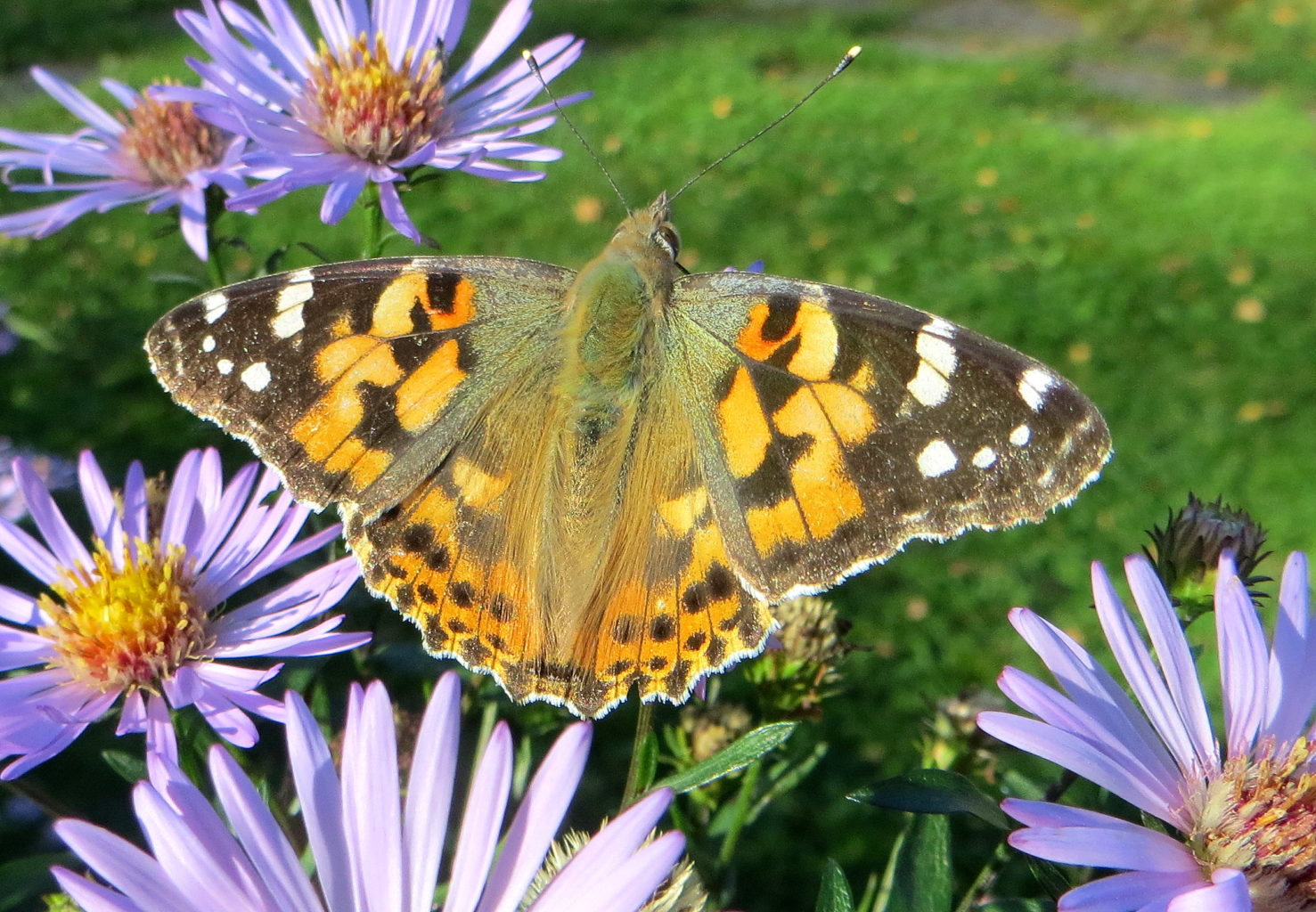 Valokuvaaja: Sirkka Ruotoistenmäki