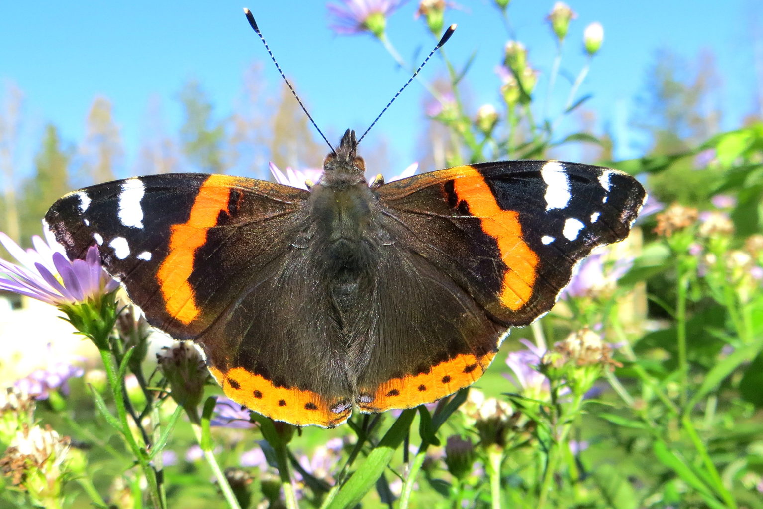 Valokuvaaja: Sirkka Ruotoistenmäki