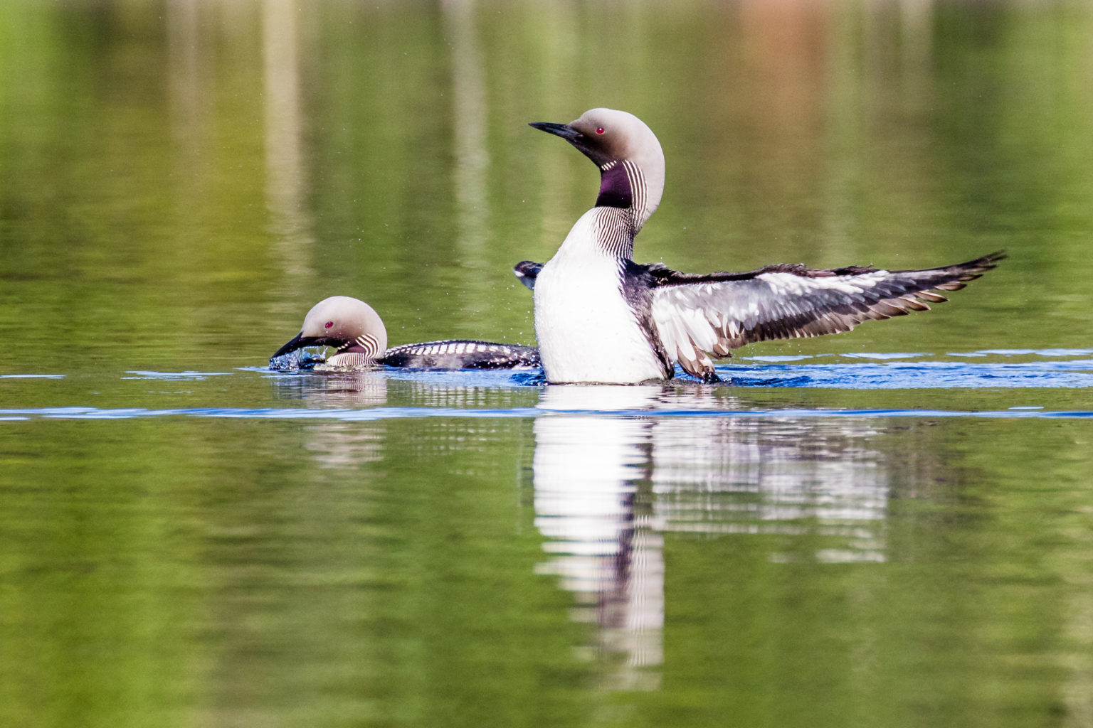 Valokuvaaja: Jasmine Bettinelli