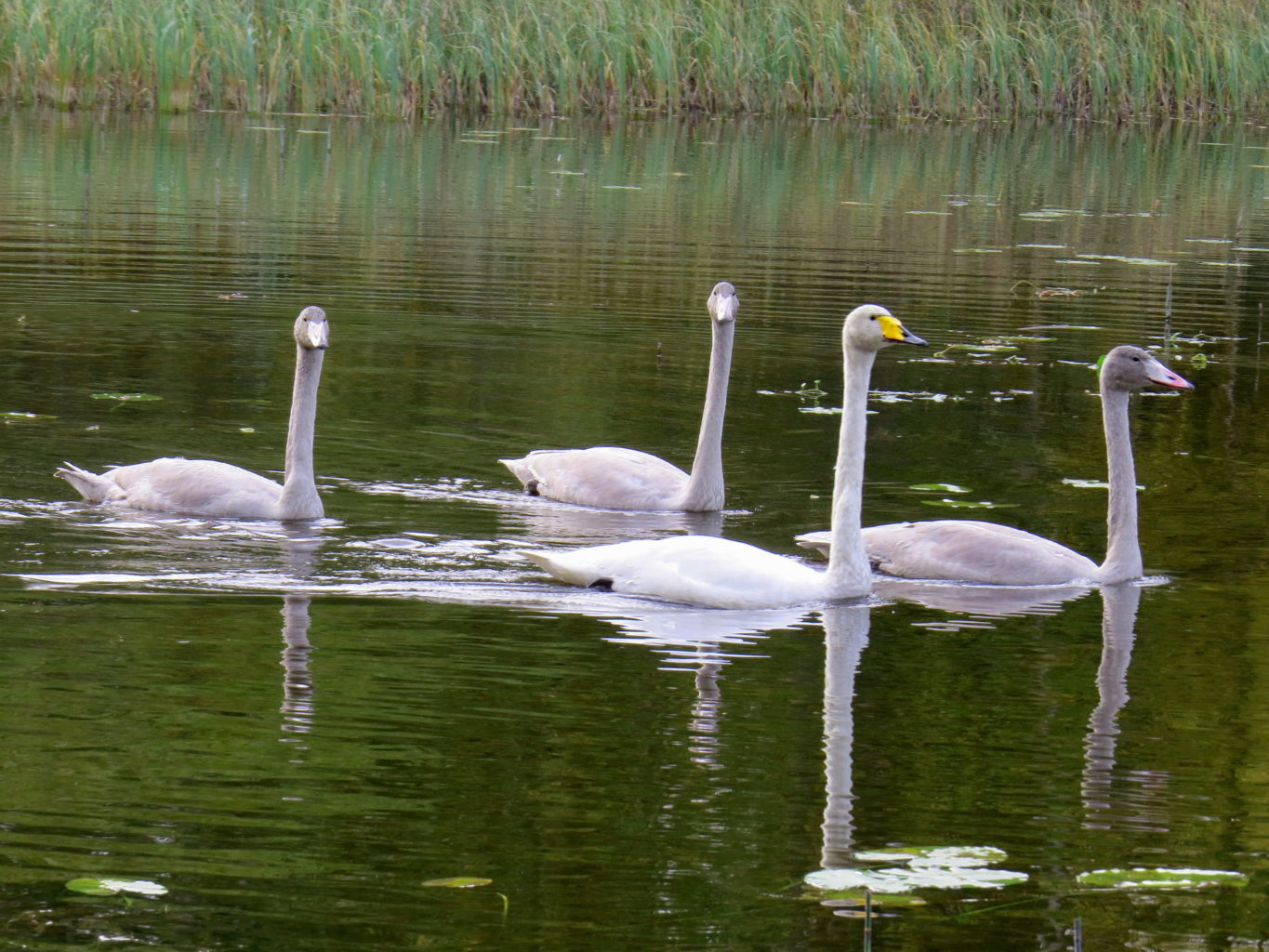 Valokuvaaja: Jaana Talvinen