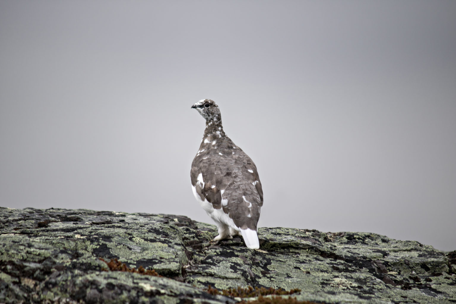 Valokuvaaja: Katri Niskanen