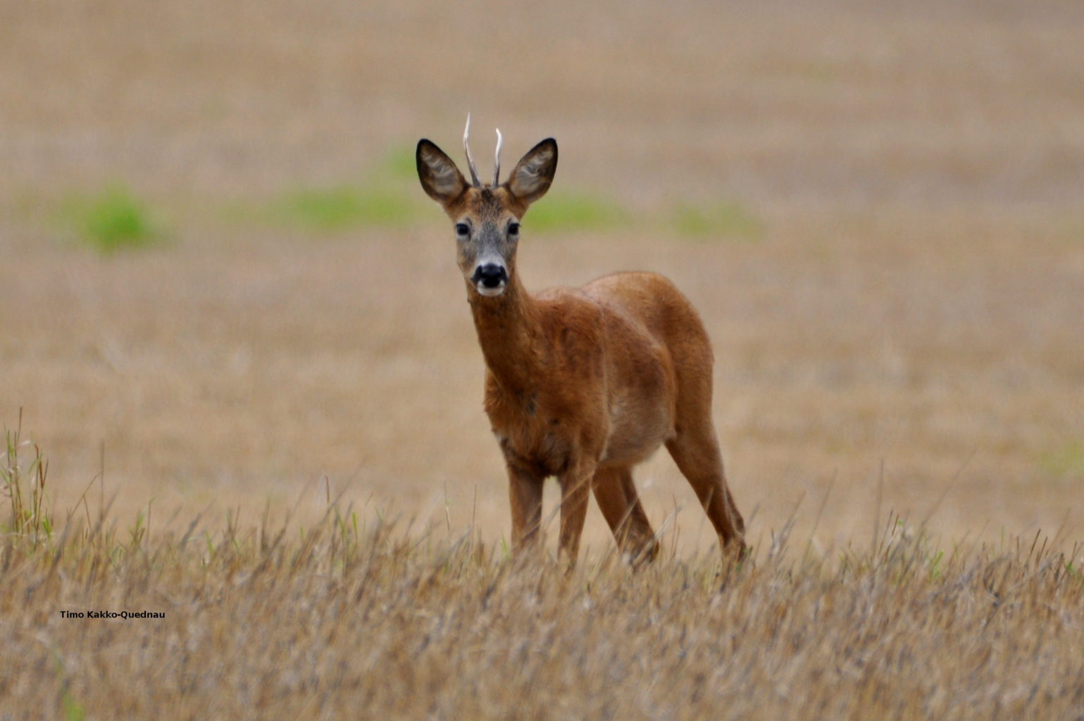 Valokuvaaja: Timo Kakko-Quednau