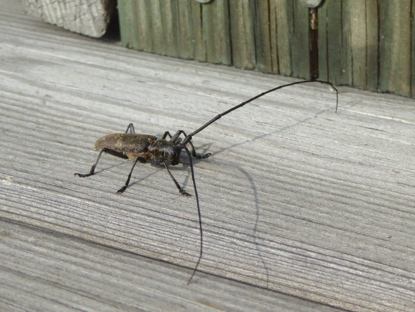 Valokuvaaja: Eija Autio