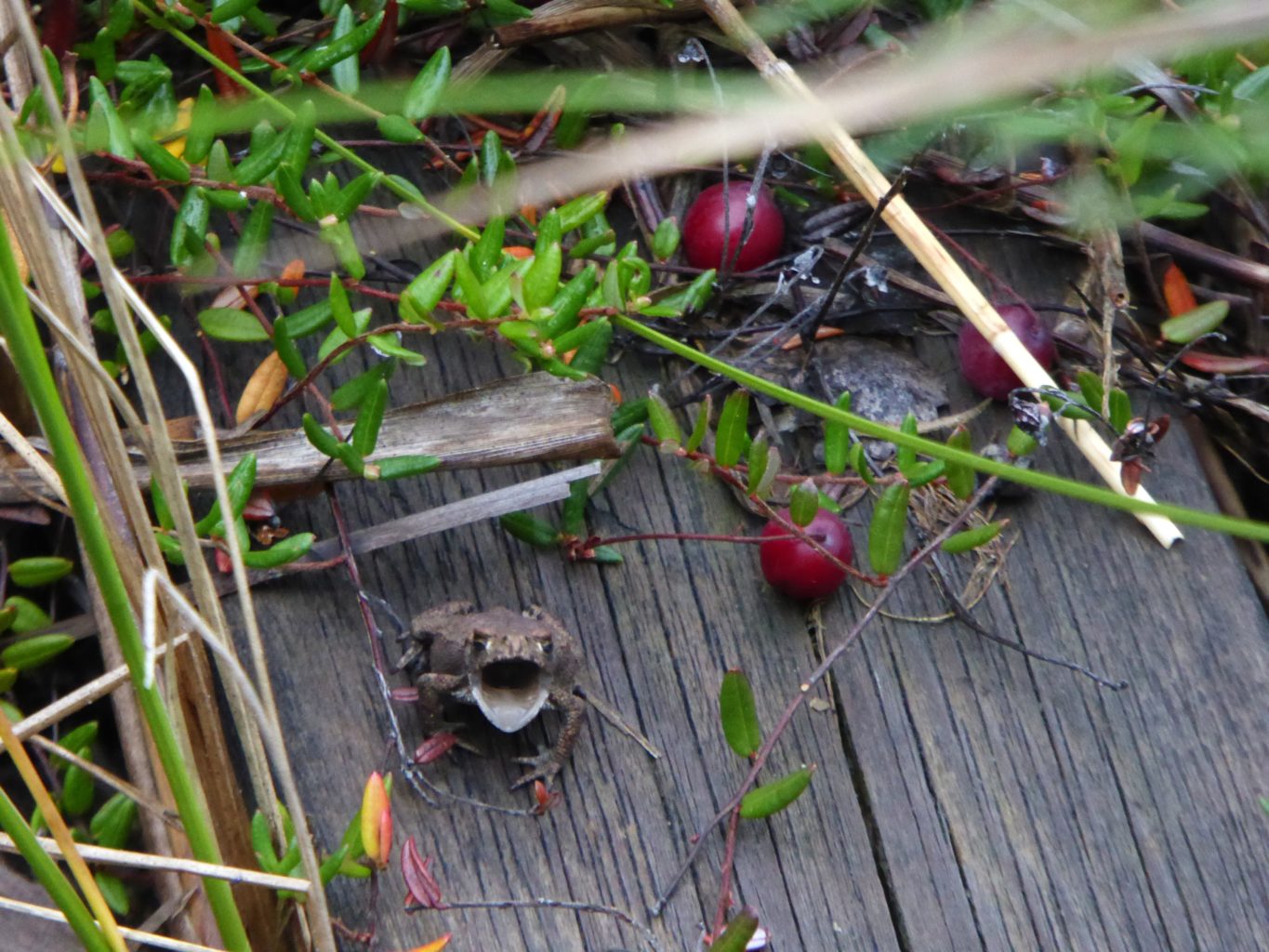 Valokuvaaja: Eija Autio