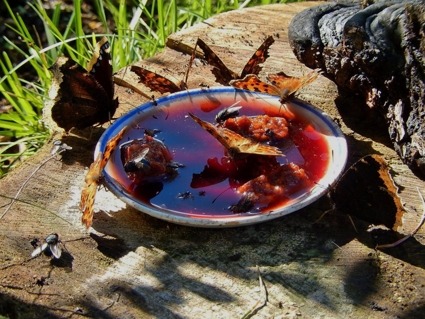 Valokuvaaja: Pirkko Siukonen Valokuvaaja: Pirkko Siukonen