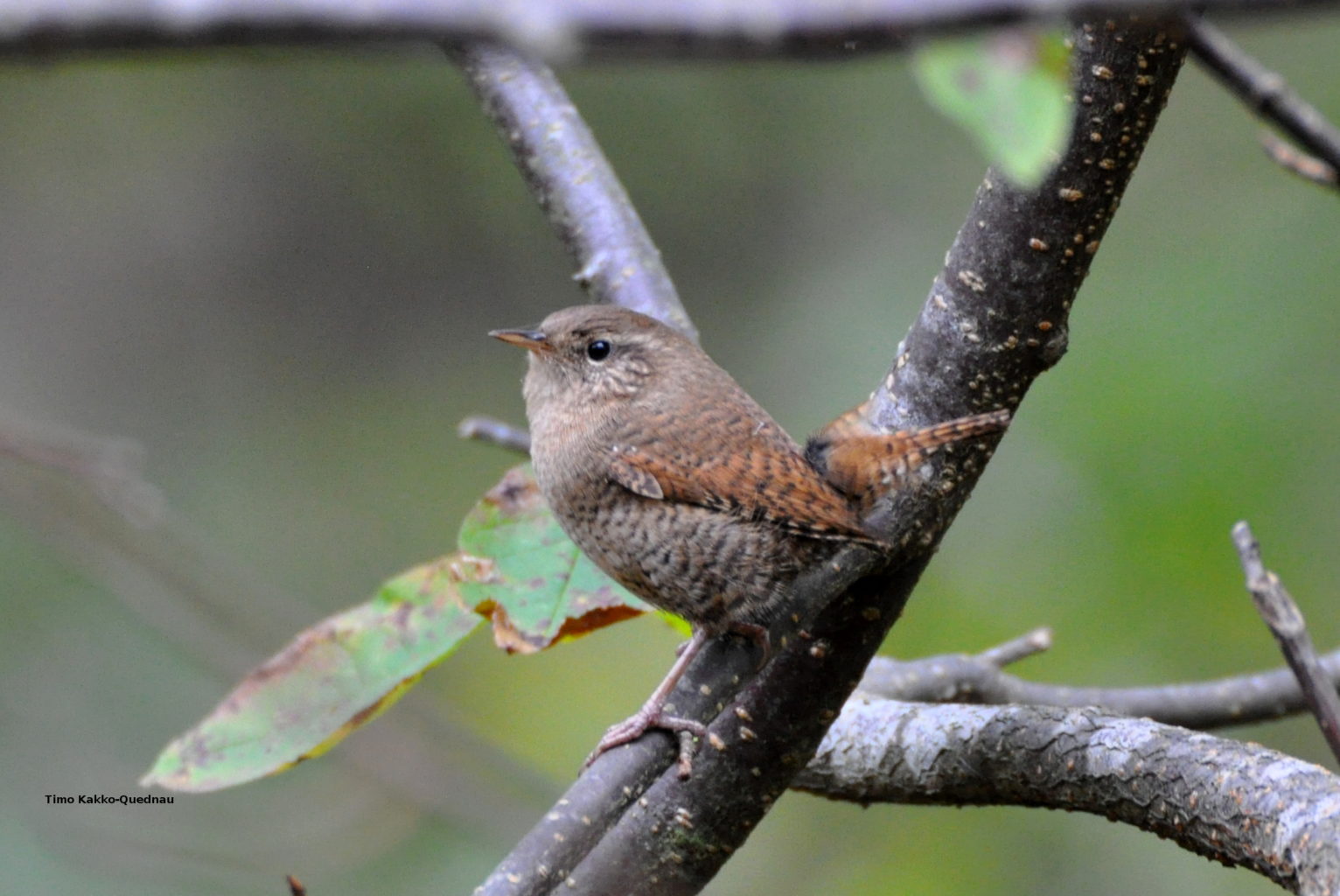Valokuvaaja: Timo Kakko-Quednau