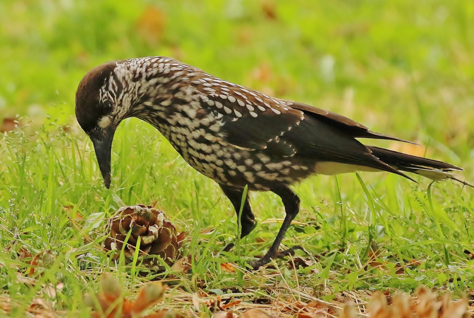 Valokuvaaja: Tuula Pirnes