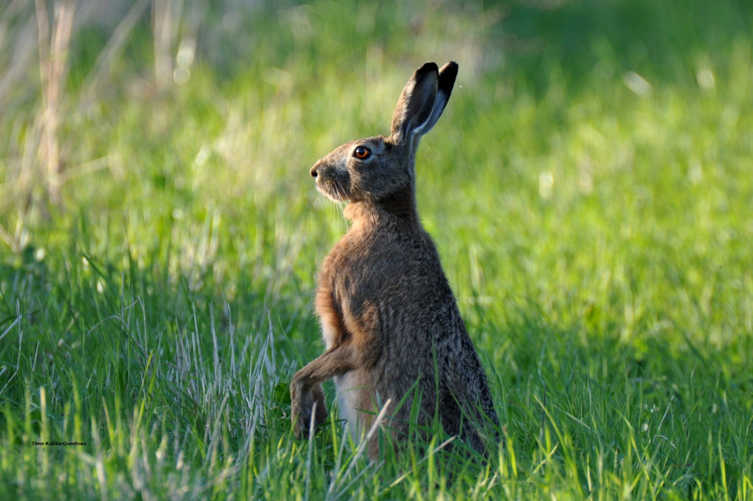 Valokuvaaja: Timo Kakko-Quednau