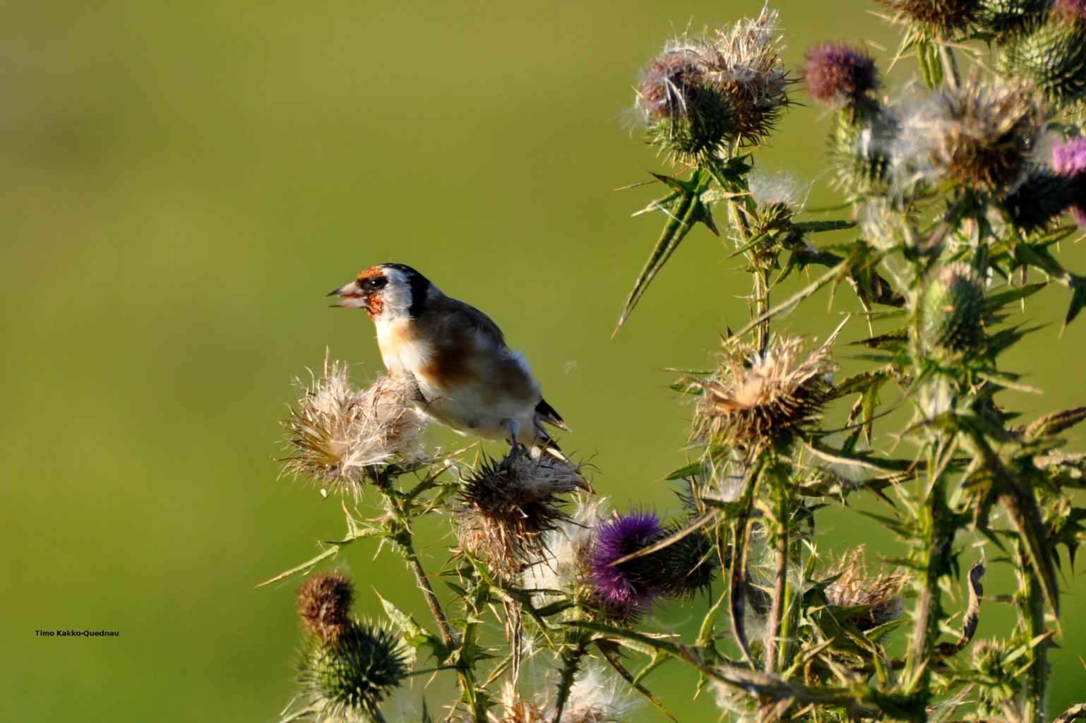 Valokuvaaja: Timo Kakko-Quednau
