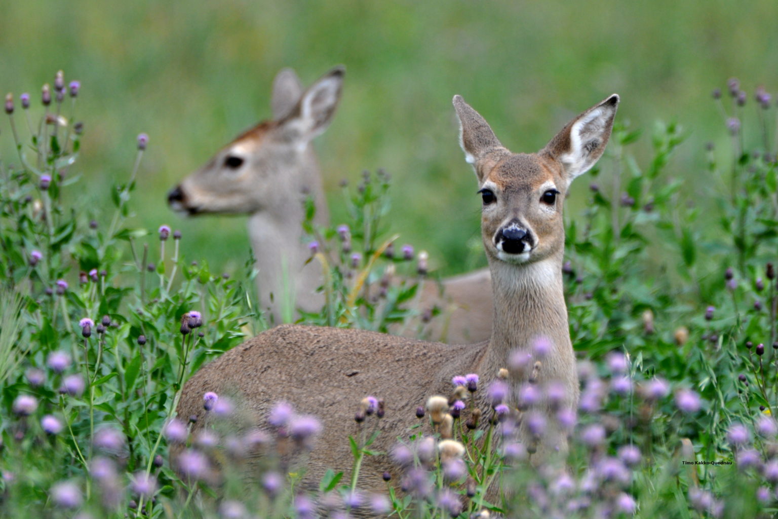 Valokuvaaja: Timo Kakko-Quednau