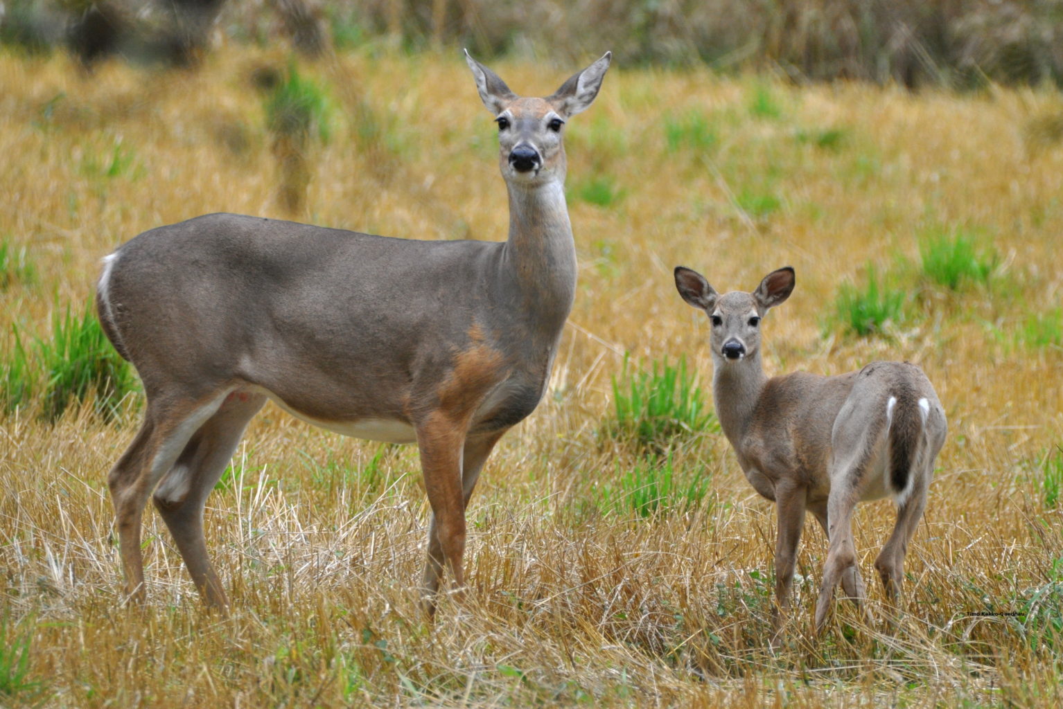 Valokuvaaja: Timo Kakko-Quednau