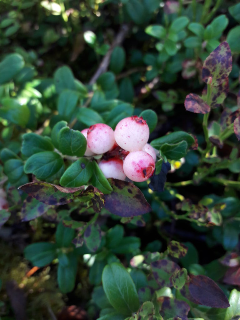 Valokuvaaja: Anitta Söder