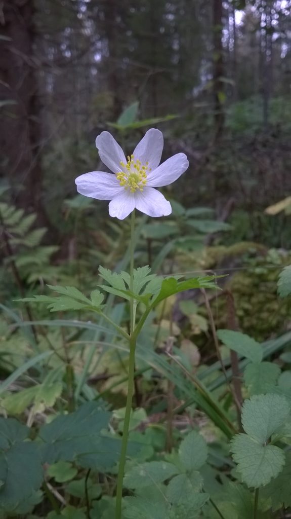 Valokuvaaja: Markku Elo