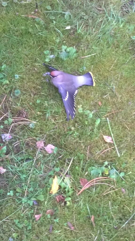 Valokuvaaja: Eija Johanna Saastamoinen