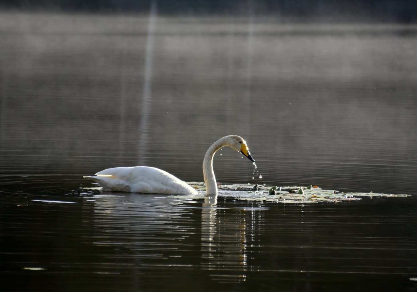 Valokuvaaja: Eija Varjola